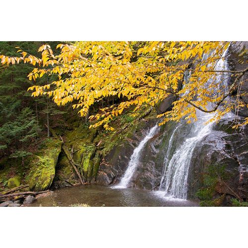 Jones, Allison 아티스트의 USA-Vermont-Fall foliage in Mad River Valley along trail to Warren Falls작품입니다.